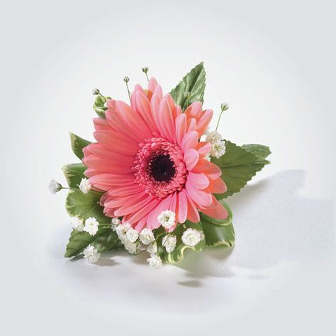 Gerber Daisy Corsage/Boutonnieres! TOPS Floral specialists will work with you (and your budget) to create the perfect arrangement for your special day. Gerber Daisy Corsage, Wrist Corsage Ideas, Gerber Flowers, Orange And Navy Wedding, Daisy Corsage, Daisy Boutonniere, Daisy Bridal Bouquet, Gerbera Wedding, Gerbera Daisy Wedding