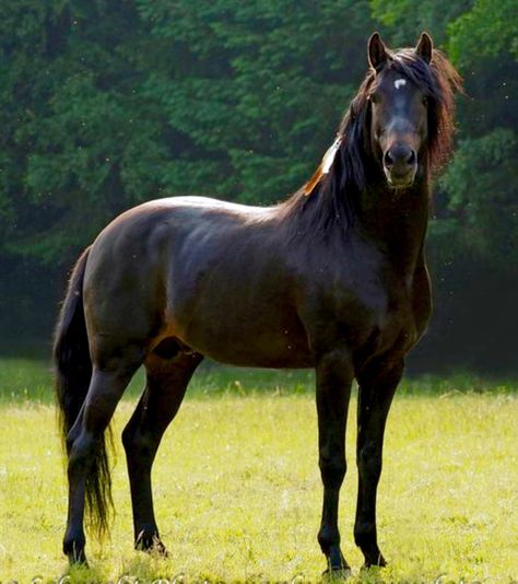 Purebred Barb stallion. photo: Catharina Schorcht. pin credit Roxanne Phoenix. Barb Horse, Horse Conformation, Desert Horse, Gorgeous Horses, Horse Colors, Akhal Teke, Pony Horse, Beautiful Horse, All The Pretty Horses