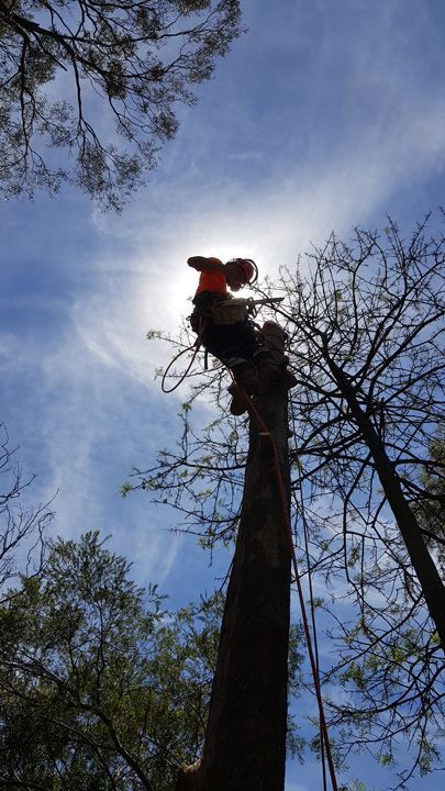 We are capable of handling all types & sizes of tree removals. We have the right equipment to get the job done safely and efficiently. Get to know more about us. Tree Lopping, Tree Removal, Tree Service, Tree Care, Free Consultation, Girl Names, Home Theater, Investment, Melbourne