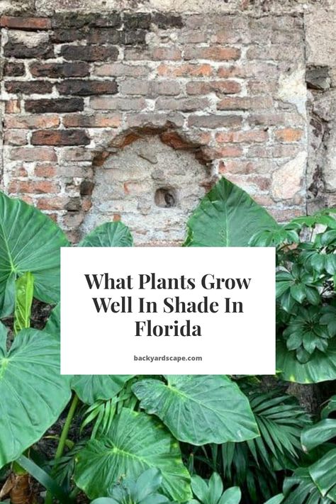 Zone 10 Shade Plants, Florida Natural Landscaping, Florida Patio Decorating Ideas, Florida Panhandle Gardening, Shade Garden Florida, Outdoor Planters Florida, Florida Cottage Landscaping, Tropical Shade Plants Florida, Florida Shade Landscaping