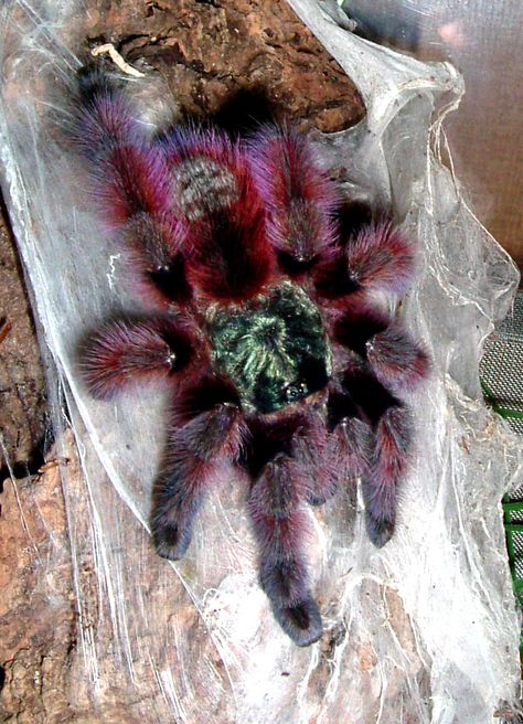 Spider Breeds, Pinktoe Tarantula, Pink Toe Tarantula, Bird Spider, Bodies Exhibit, Spider Species, Pink Toes, Blue Black Color, Long Red Hair