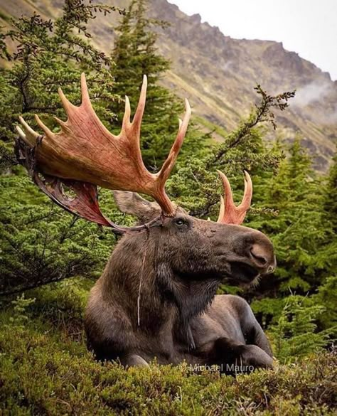 Moose Pictures, Moose Deer, Bull Moose, Wild Animals Pictures, American Animals, Big Animals, Cool Animals, Majestic Animals, Animal References