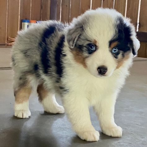 Edna, a Blue Merle Female Australian Shepherd Puppy 736558 | PuppySpot Mini Australian Shepherd Full Grown, New Girl Show, Australian Shepherd Blue Merle, Australian Shepherd Puppy, Australian Shepherd Puppies, Blue Merle, Shepherd Puppies, Dog Activities, Cute Dogs And Puppies