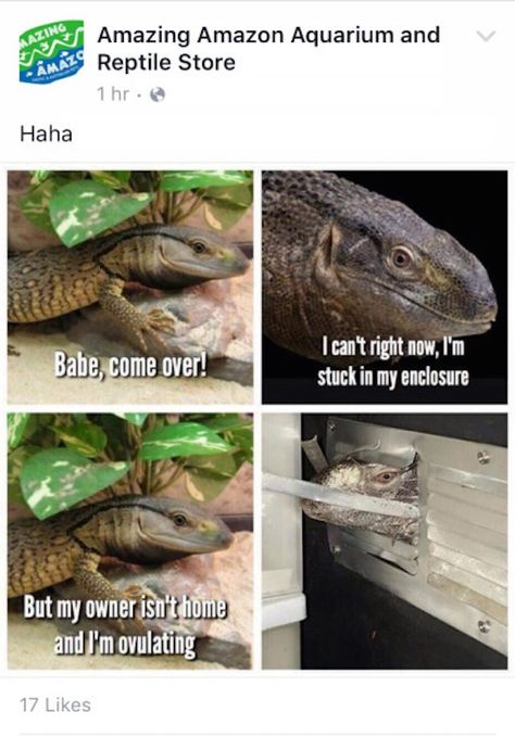 Reptile Store, Mentally Hilarious, Funniest Pics, Great Memes, The Baddest, Funny Animal Photos, Memes Hilarious, Funny Animal Memes, Internet Funny