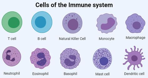 The immune system is made up of different immune organs and tissues located all over the body. The immune organs are categorized based on their functions and there are two ... Read more The post Cells of Immune System- Types and Examples appeared first on Microbe Notes. Langerhans Cell, T Cells, Adaptive Immune System, Clinical Chemistry, A Level Biology, B Cell, Defense Mechanisms, T Cell, Body Cells