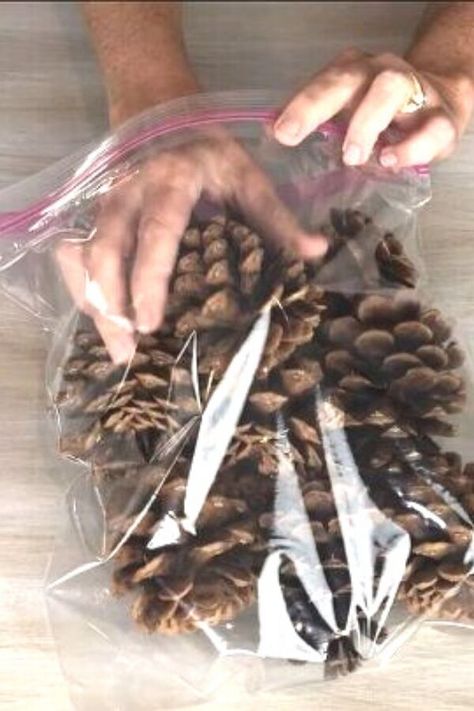 Cheap Fall Decor Ideas, Cinnamon Pinecones, Fall On A Budget, Smell Like Fall, Pinecone Decor, Scented Pinecones, Cheap Fall Decor, Pinecone Crafts, Holiday Dishes