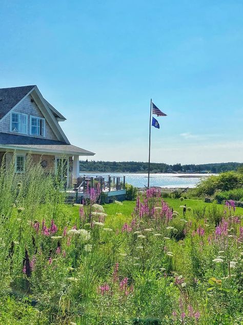 Maine Wildflowers, Maine Flowers, Living In Maine, Maine Garden, Coastal Gallery Wall, Coastal Landscaping, Coastal Cottage Decorating, Maine Living, Maine Cottage