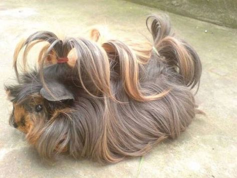 Bad Hair Day? These Guinea Pigs Have The Most Magnificent Hair Ever - I Can Has Cheezburger? Peruvian Guinea Pig, Majestic Hair, Guinea Pig Breeding, Guinea Pig Bedding, Pet Guinea Pigs, Guinea Pig Care, Cute Guinea Pigs, Pet Pigs, Pet Bunny