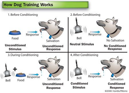 Good visual aide for classic conditioning. Psychology A Level, Teaching Psychology, Ap Psychology, Operant Conditioning, Psychology Notes, Theory Of Evolution, Behavior Analysis, Behavior Change, School Psychology