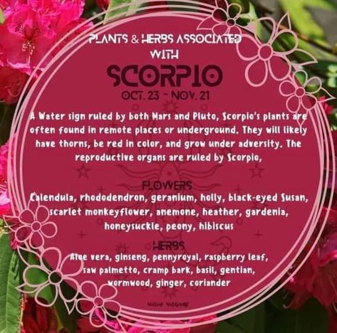 Scorpio Herbs And Flowers, Scorpio Plants, Herbs Of Scorpio, Herbs For Scorpio, Scorpio Herbs, Scorpio Party, Zodiac Spirituality, November Magick, Witchy Astrology