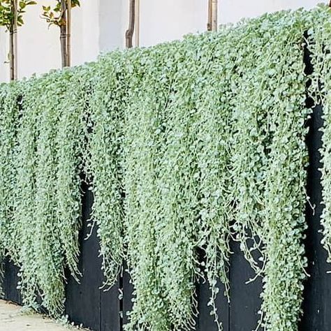 Denise Staffa | Landscape Designer Australia on Instagram: "Free falling into Monday!! 😝 . . Sneaking site visit this morning at the West Leederville project 😍 Silver falls is going absolutely nuts 🤍🤍🤍 . Design @outsideinbydenise 🌿 ​Install @inex_pro_outdoor_living_" Falling Plants, Nuts Design, Silver Falls Dichondra, Wall Gardens, Deck Inspiration, Planter Garden, Silver Falls, Garden Inspo, Landscape Designer