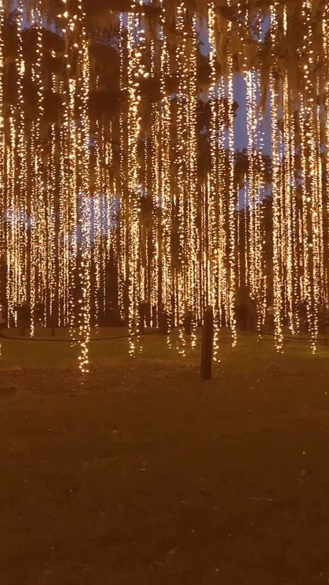 Lights Wedding Theme, Event Lighting Ideas, Wedding Lights Outdoor, Wedding Lighting Outdoor, Wedding Decorations Lights, Aesthetic Wedding Decor, Myrtle Beach Attractions, Greens Garden, Lights Decorations