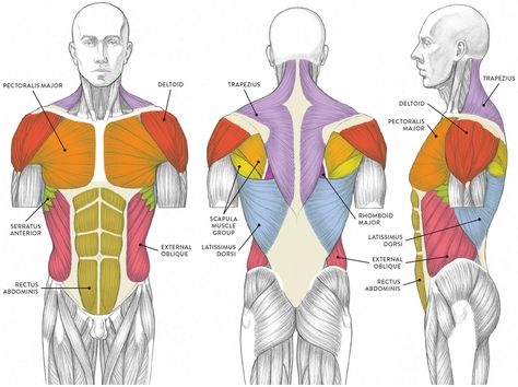 Trunks Drawing, Anatomy Neck, Drawing Chest, Neck Muscle Anatomy, Torso Drawing, Body Muscle Anatomy, Men Anatomy, Torso Anatomy, Human Torso