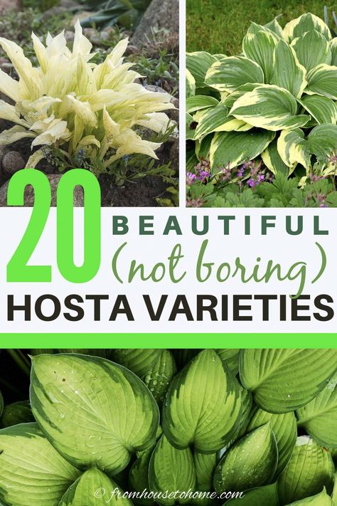 These Hosta varieties are some of the best and most beautiful plants for your garden. Some grow in the shade, some in sun, some have fragrant flowers and they all have beautiful leaves that will brighten up your backyard. #fromhousetohome #shade #garden #plants #hostas Types Of Hostas, Part Shade Perennials, Hosta Care, Variegated Hosta, Shade Loving Shrubs, Plants Under Trees, Hosta Varieties, Shade Loving Perennials, Light Purple Flowers