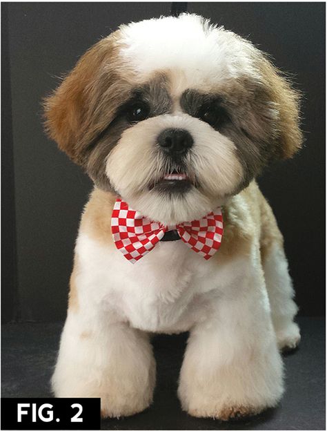 Corte Shitzu, Dog Grooming Diy, Shih Tzu Haircuts, Perro Shih Tzu, Dog Grooming Styles, Shih Tzu Grooming, Puppy Grooming, Dog Haircuts, Grooming Style