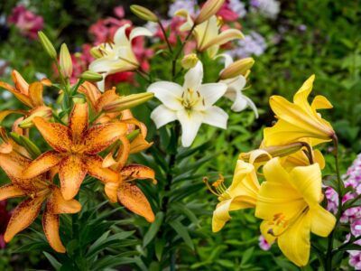 Growing Lilies, Types Of Lilies, Fire Lily, Flowers Gardening, How To Shade, Lily Plants, Lily Flowers, Lily Flower, Flower Garden