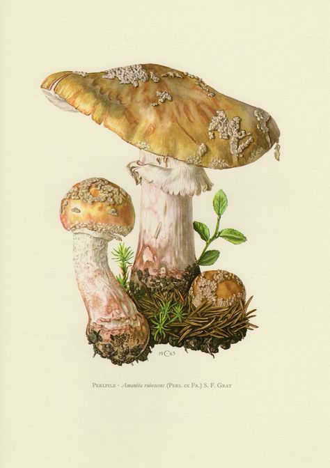 BLUSHER MUSHROOM vintage lithograph from 1963 by OjiochaPrints on Etsy Fungi Illustration, Mushroom Illustrations, Mushrooms Art, Mushroom Illustration, Mushroom Drawing, Illustration Botanique, Mushroom Fungi, Vintage Mushroom, Mushroom Decor