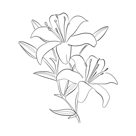 Tiger Lily Line Art, Line Drawn Flower Tattoo, Day Lilies Drawing, Italian Lily Tattoo, Lilly Drawing Flowers Simple, Lily Flower Aesthetic Drawing, Lily Vector Flower, White Lily Flower Tattoo, White Lilies Tattoo