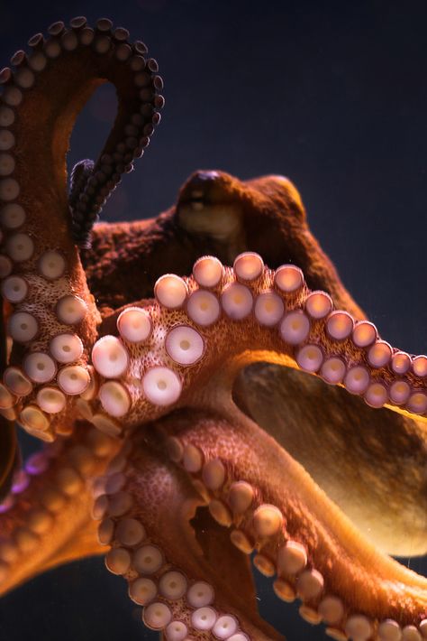 Octopus Photography, Octopus Wallpaper, Octopus Squid, 4k Wallpapers For Pc, Art Chinois, Octopus Art, Underwater Creatures, Underwater Life, Aquatic Animals