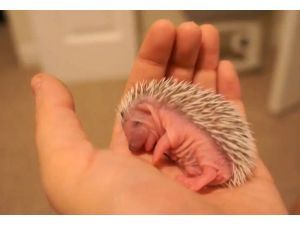 Article Tab: image1-Video: Baby hedgehog takes a nap Baby Porcupine, Hedgehog Baby, Hedgehog Pet, Baby Hedgehog, Cute Hedgehog, Animal Facts, Cutest Thing Ever, Hedgehogs, Hamsters