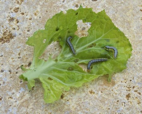 Broccoli Leaves, Cabbage Worms, Cabbage Leaves, Big Garden, Green Cabbage, Best Garden, Brussels Sprouts, All About Plants, Garden Spaces