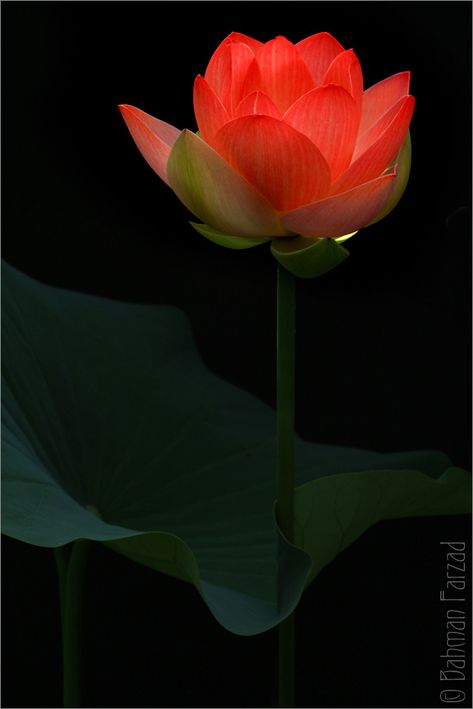 I waited a full minute until I removed the blindfold. There, on the table beside me were two dozen blood-red lotus flowers. (Echo) Red Lotus Tattoo, Red Lotus Flower, Roses Garden Care, Lily Lotus, Weird Plants, Glass Photography, Red Lotus, Lotus Art, Fragrant Plant