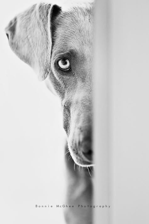 Dog Photoshoot Pet Photography, Regard Animal, Puppy Photography, Dog Photoshoot, Weimaraner, Dog Photography, Dog Portraits, Dog Photos, Beautiful Dogs