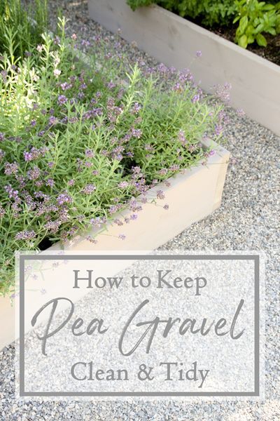 Pea Gravel Checkerboard, Backyard Pea Gravel Landscaping, Landscape With Pea Gravel, Pea Gravel Walkway Pathways, Japanese Gravel Garden, Pea Shingle Garden Ideas, Pea Gravel Raised Bed Garden, How To Keep Pea Gravel In Place, Pea Gravel Edging Ideas