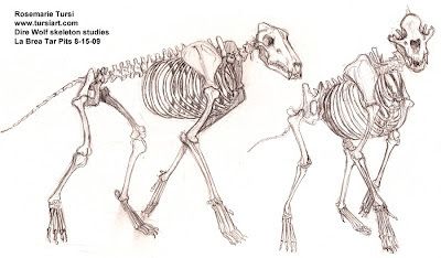 Alex Dawes Illustration: The Anatomy of a Wolf (Bone Structure) Part Three.... Lion Skeleton, Wolf Skeleton, Skeleton Study, La Brea Tar Pits, American Lion, Drawings Of Animals, Skeleton Anatomy, Skeleton Drawings, Dog Anatomy