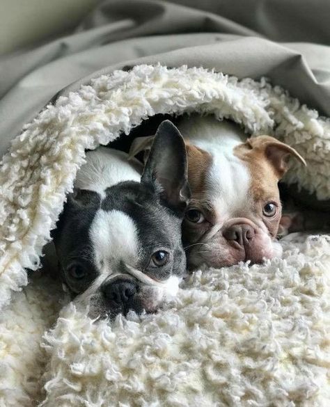 Dogs In A Blanket, Baby Boston Terriers, Boston Bull Terrier, Bulldog Breeds, Boston Terrier Love, Terrier Breeds, Boston Terrier Puppy, Terrier Puppies, Boston Terrier Dog