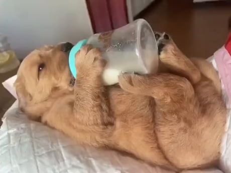 Golden Retriever Videos, Golden Retriever Gif, Cute Golden Retriever, Change Your Mood, Funny Pets, Cute Little Puppies, Funny And Cute, Baby Animals Funny