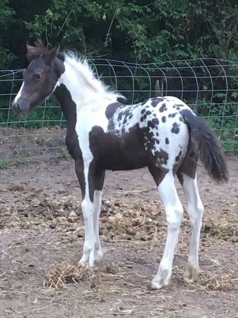 A Very Nice Looking Pintalossa . Cheval Pie, Rare Horses, Pinto Horse, Paint Horse, Most Beautiful Horses, Appaloosa Horses, Baby Horses, Majestic Horse, Horse Crazy