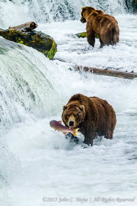 Bear Catching Fish, Bear Catching Salmon, Alaska Salmon Fishing, Alaskan Brown Bear, Bear Fishing, Brown Bears, Awesome Animals, Salmon Fishing, Catching Fish