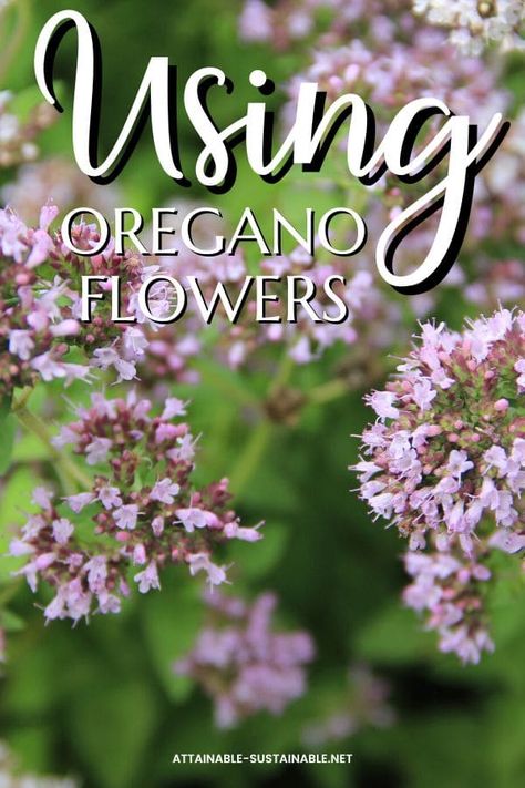 Italian Oregano Plant, Harvesting Oregano, Oregano Flowers, Wild Oregano, Oregano Recipes, Growing Oregano, Harvesting Basil, Dream Homestead, Oregano Plant