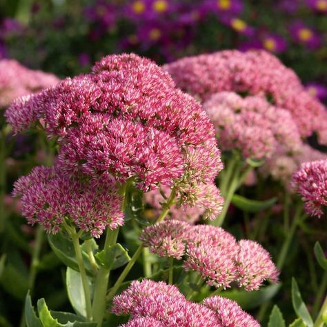 Sedum Flower, Stonecrop Sedum, Mailbox Flowers, Mailbox Garden, Fall Perennials, Shade Loving Perennials, Flower Farmer, Flower Spike, Easy Plants