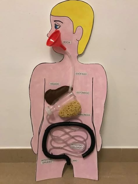 Digestive System Project, Digestive System For Kids, Digestive System Model, Human Body Systems Projects, Body Systems Project, Human Body Science Projects, Science Fair Projects Boards, Human Body Projects, Human Body Science