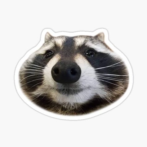 Millions of unique designs by independent artists. Find your thing. Cute Funny Stickers, Funny Racoon, Raccoon Meme, Boys Sticker, Stickers Design, Computer Sticker, Funny Sticker, Funny Boy, Scrapbook Stickers Printable