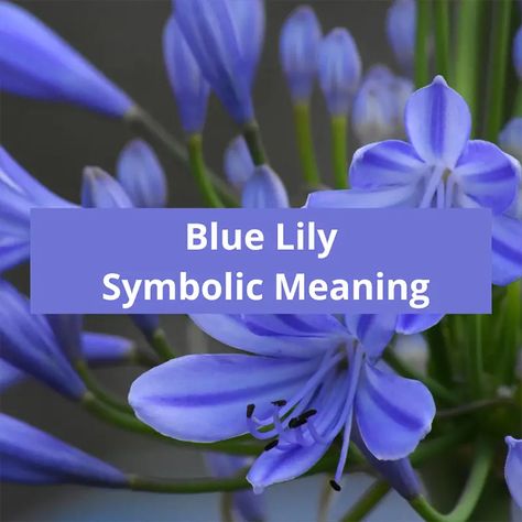 Blue Lily Symbolic Meaning Blue Spider Lily Meaning, Lily Meaning, Blue Lilies, Blue Lily, Lily Plants, Dream Meanings, Flower Meanings, Fish Ponds, Language Of Flowers