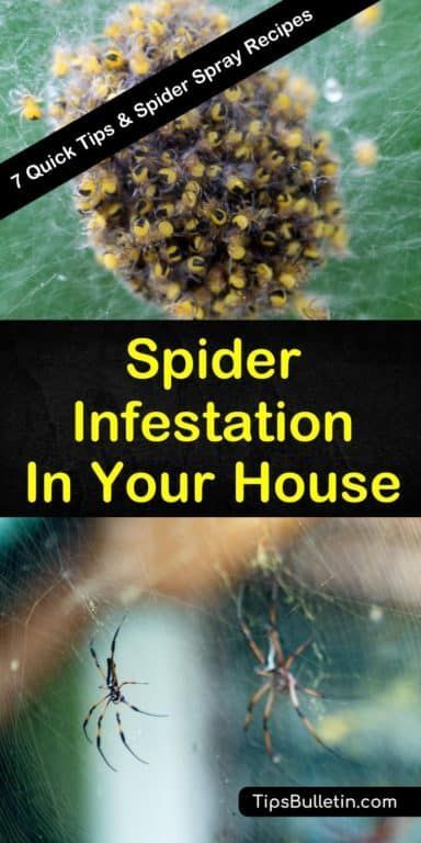 Spider Prevention, Homemade Fly Spray, Spider Infestation, Spider Spray, Home Pest Control, Spiders Repellent, Spider Control, Clean My Space, Get Rid Of Spiders