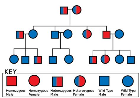 difference between homozygous and heterozygous Human Genetics, Molecular Genetics, Pedigree Chart, Living Organisms, Human Dna, National Animal, Le Male, Medallion Pattern, Wikimedia Commons