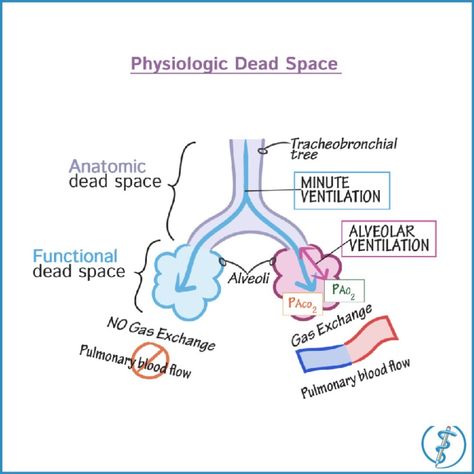 Click the link in our bio to find demo tutorials, quiz questions and an interactive drawing pad with starter images and labels!  #medstudy #medschool #medstudent #medicalschool #medicalstudent #mcat #mcatstudying #usmlestep1 #usmle #usmleprep #usmleworld #studymedicine #firstaidusmlestep1 #firstaidmednotes #medicalnotes #physiology #anatomyandphysiology #respiratoryphysiology Pathophysiology Nursing, Nursing School Studying Cheat Sheets, Medical Terminology Study, Gas Exchange, Medical Notes, Mcat Study, Medicine Notes, Nurse Study Notes, Basic Anatomy And Physiology