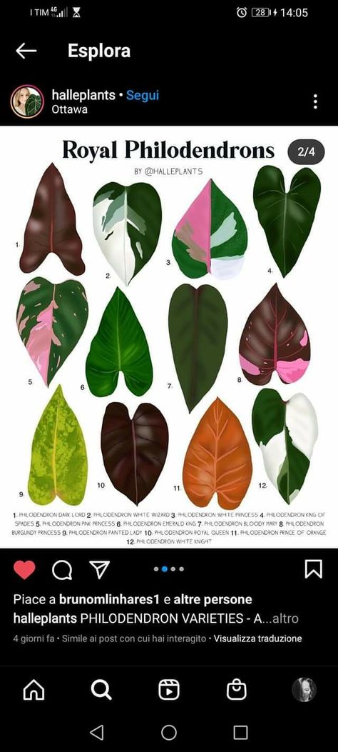 Philodendron Royal Queen Care, Royal Queen Philodendron, Philodendron Royal Queen, Prince Of Orange Philodendron, White Princess Philodendron, Royal Philodendron, Plant Leaf Identification, Gorgeous Plants, Plant Parenthood