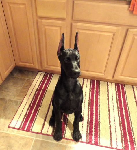 black dobermann. @Rebekah Ahn Ahn Marsh what if this is what our new baby looks like? Doberman Pinscher Natural Ears, Black Doberman, Doberman Pinscher Puppy, Doberman Love, Doberman Pinscher Dog, Pet Camera, Doberman Puppy, Doberman Dogs, Handmade Dog Collars