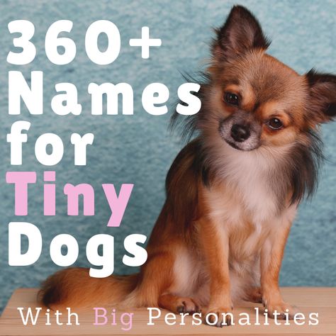 Small dogs make excellent companions. The only problem you might encounter would be picking out the perfect name. Here are 360+ small dog names (both male and female) to inspire you. Also included are name meanings, tips, and a video for even more inspiration. Puppy Names Boy Unique, Small Dog Names Boys, Small Male Dog Names, Cute Dog Names Unique, Cute Dog Names Female, Unique Puppy Names, Male Dog Names Unique, Puppy Names Unique