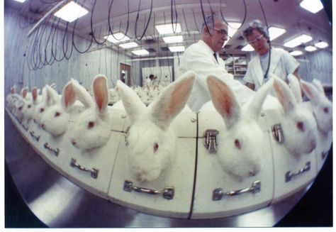 Rabbits are among the most abused animals on Earth—especially in labs. They are NOT experiments! #StopAnimalTests Stop Animal Testing, Stop Animal Cruelty, Animal Advocacy, Save Animals, Ellen Degeneres, Justin Timberlake, Animal Welfare, Animal Rights, Going Vegan