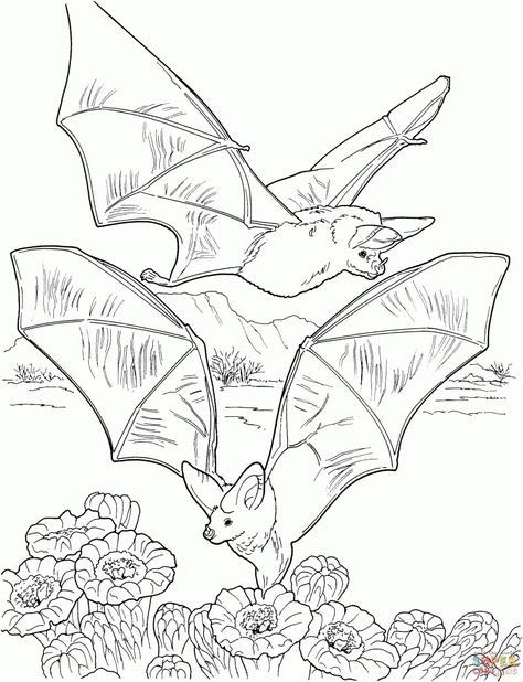 Bat Coloring Page, Bat Coloring Pages, Bats Flying, Bat Art, Fruit Coloring Pages, Coloring Page Ideas, Page Ideas, Coloring Pages To Print, Free Printable Coloring