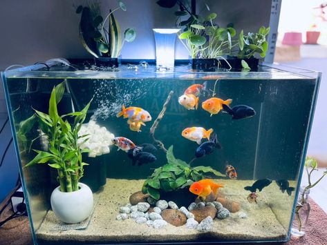 Check out Mohan Dass’s stunning aquarium from Bangalore! This beautiful setup features the vibrant Calico Lionhead and sleek Black Ranchu Goldfish, proudly sourced from Blessings Aquarium. 🐠🖤 Marvel at how these charming inhabitants bring life and color to his aquatic paradise. Isn't it a sight to behold? 🌿 #aquariumlife #fishtank #blessingsaquarium #aquariumhobby #fishhomedelivery #fishdelivery #aquarium #aquariumlover #fishtanksofinstagram #customerreview #goldfish #goldfishkeeper #gold... Ranchu Fish Tank, Ranchu Aquarium, Goldfish Tank Setup, Fish In Tank, Ranchu Fish, Big Fish Tanks, Aquarium Shop, Goldfish Tank, Monster Fishing