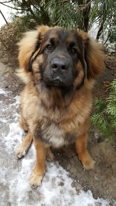 Leon Berger Dog, Leonberger Aesthetic, Leonberger Dog Gentle Giant, Leonberger Dog Puppy, Leonberger Puppy, St Bernard Mix, Leonberger Dog, Pet Anime, Really Cute Dogs