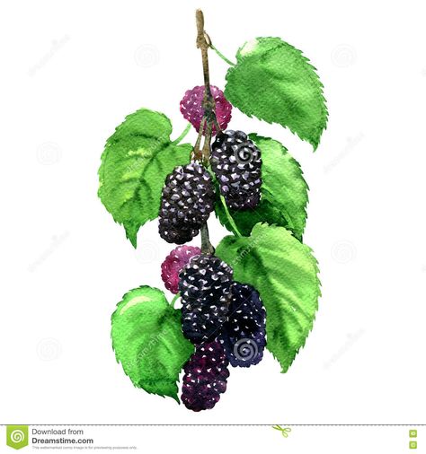 Fresh Fruit Black Mulberry With Leaves Isolated, Watercolor Illustration Stock Illustration - Image: 71800316 Mulberry Tree Drawing, Mulberry Tree Tattoo, Mulberry Drawing, Mulberry Illustration, Mulberry Tattoo, Mulberry Branch, Object Painting, Mulberry Fruit, Black Mulberry