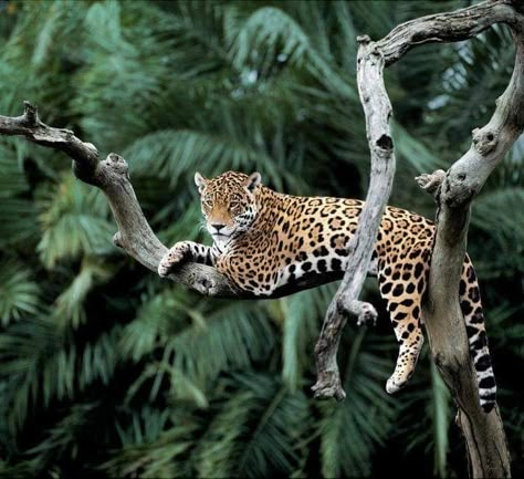 Cute Stuff Animals, Jaguar Habitat, Cool Animals, Tattoo Nature, Stuff Animals, Cute Stuff, Wild Nature, Animal Sketches, Leopards